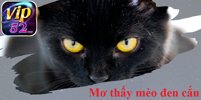 Mơ thấy bị mèo đen cắn, thử vận may số 14 và 41